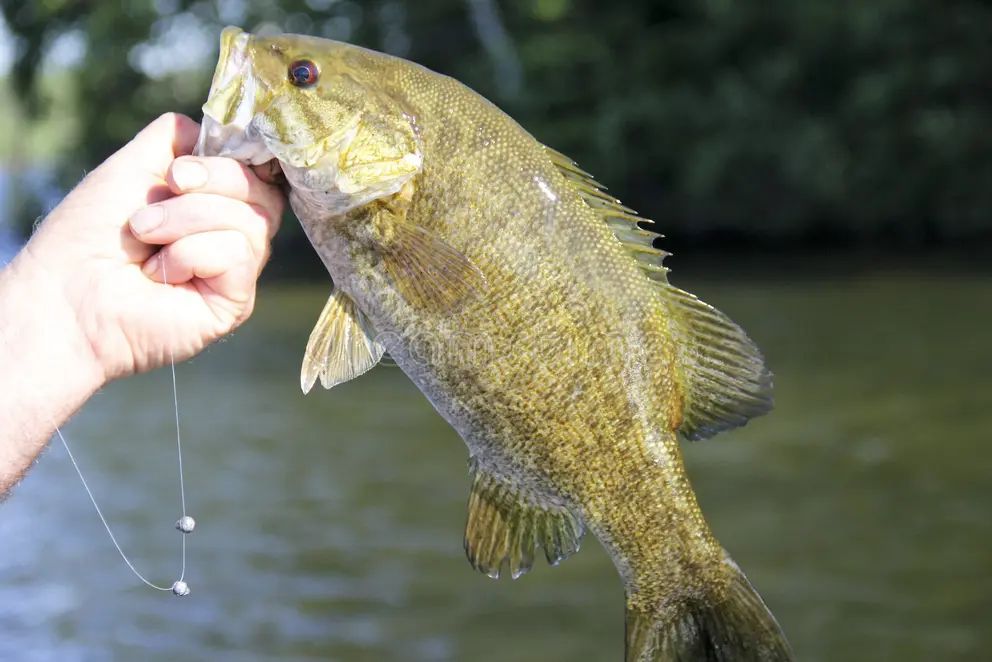 Spring Smallmouth Bass River Fishing: Ice-Out to Pre-Spawn