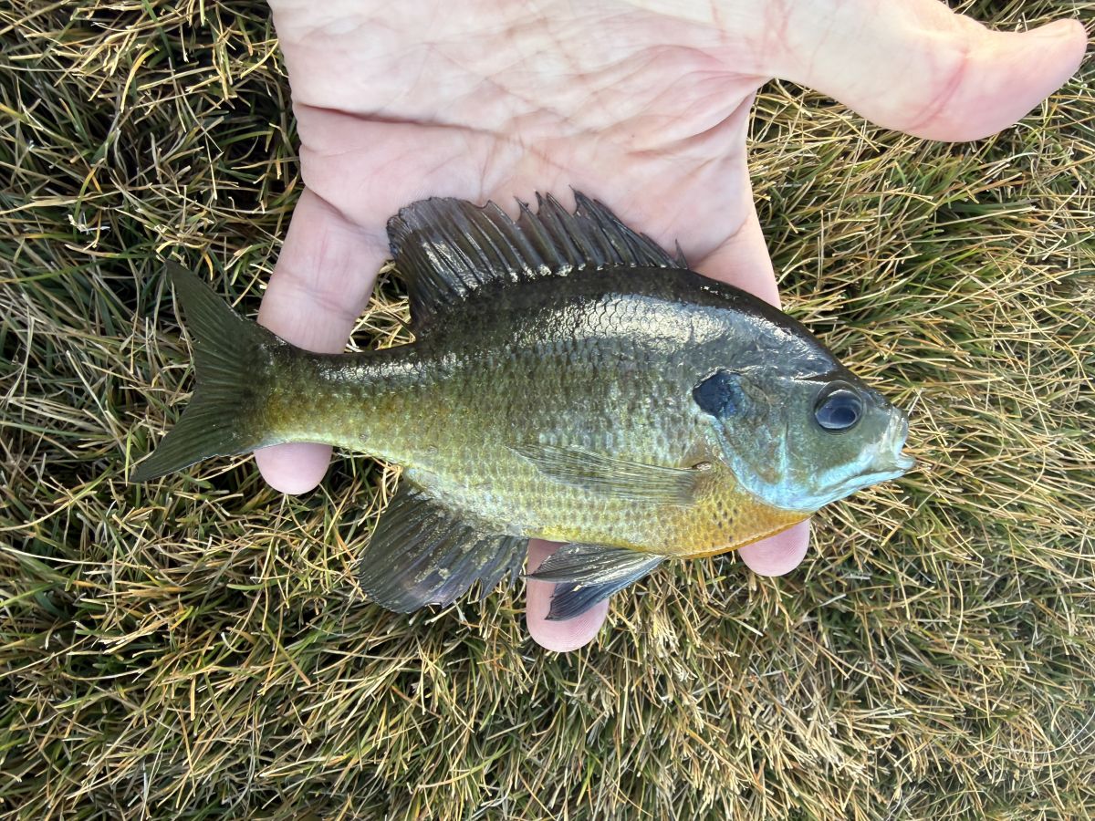 How to Find Bluegill Beds in Spring (And Fish the Pre-Spawn)