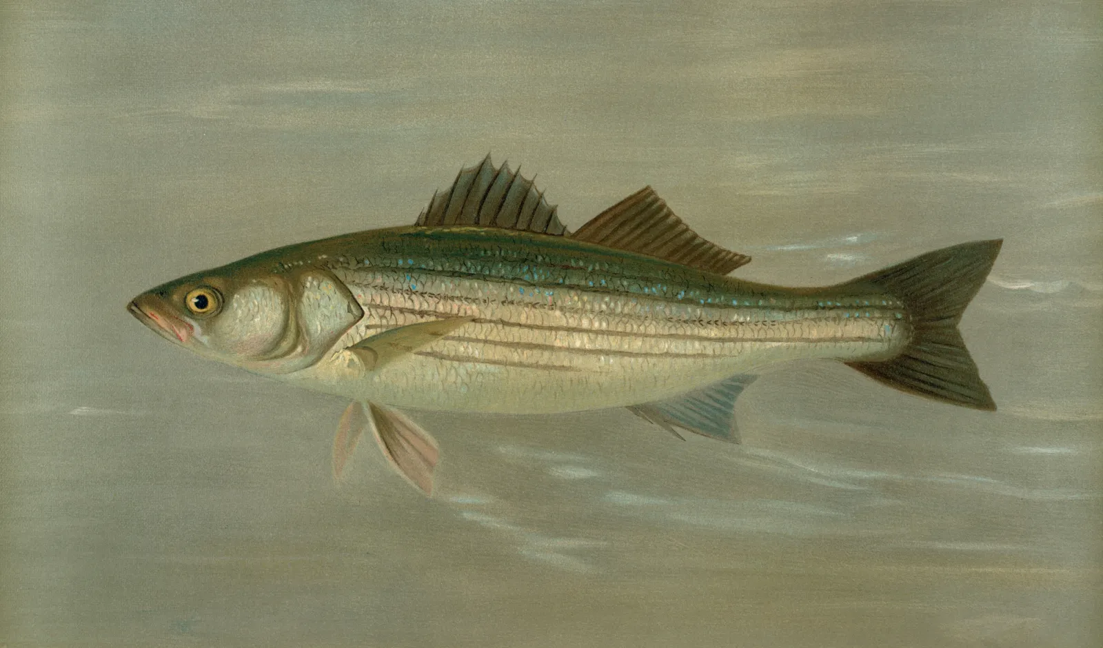 Spring Striped Bass Migration: A Week-by-Week Location Guide