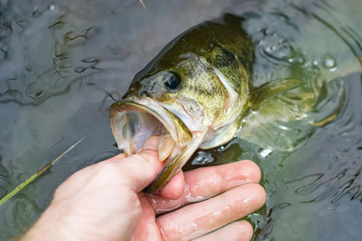 Spring Wacky Rig Bass Fishing Guide: Setup, Techniques & Seasonal Timing