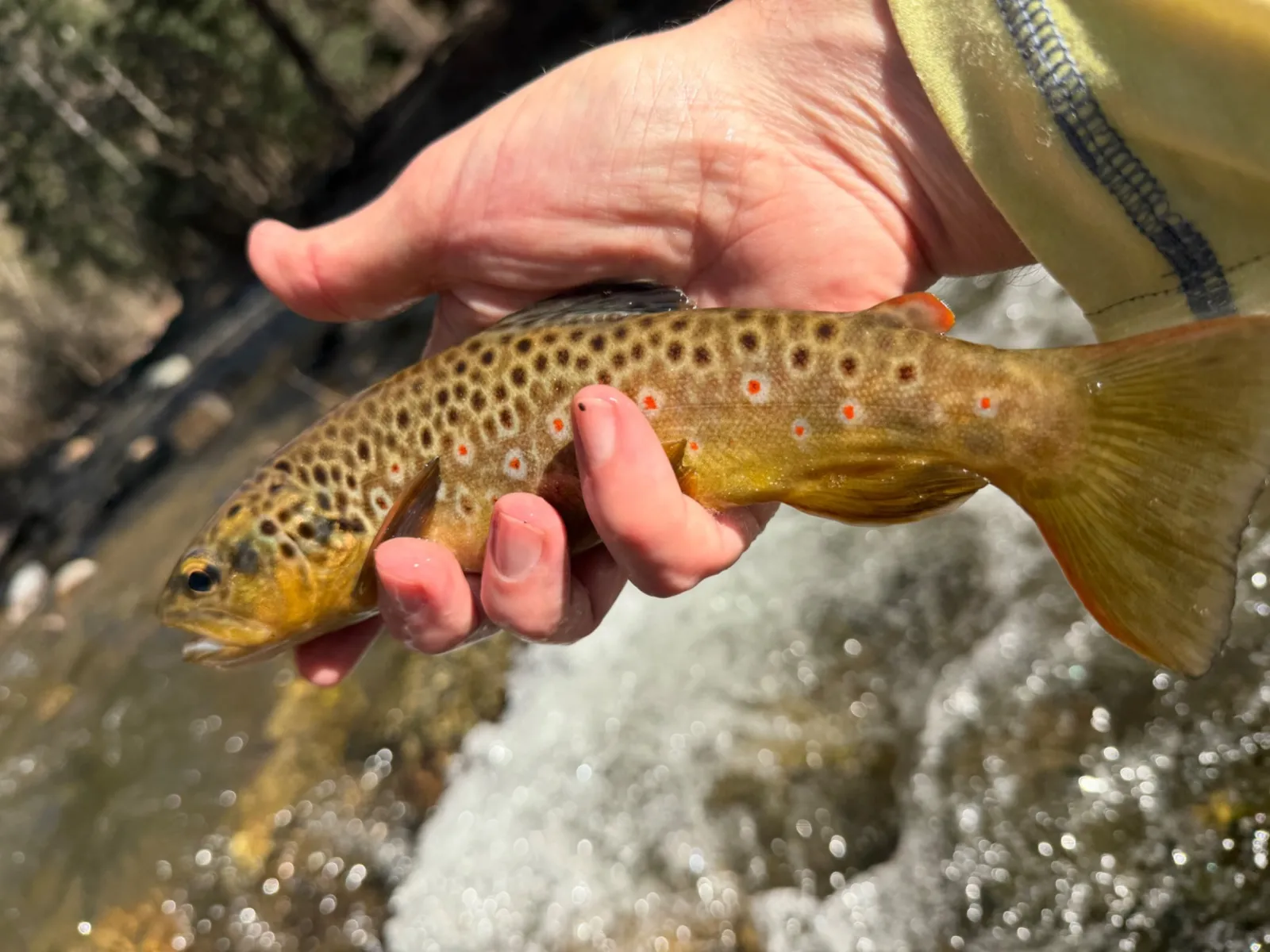 Strawberry River Utah Fly Fishing: The Tailwater Most Anglers Skip