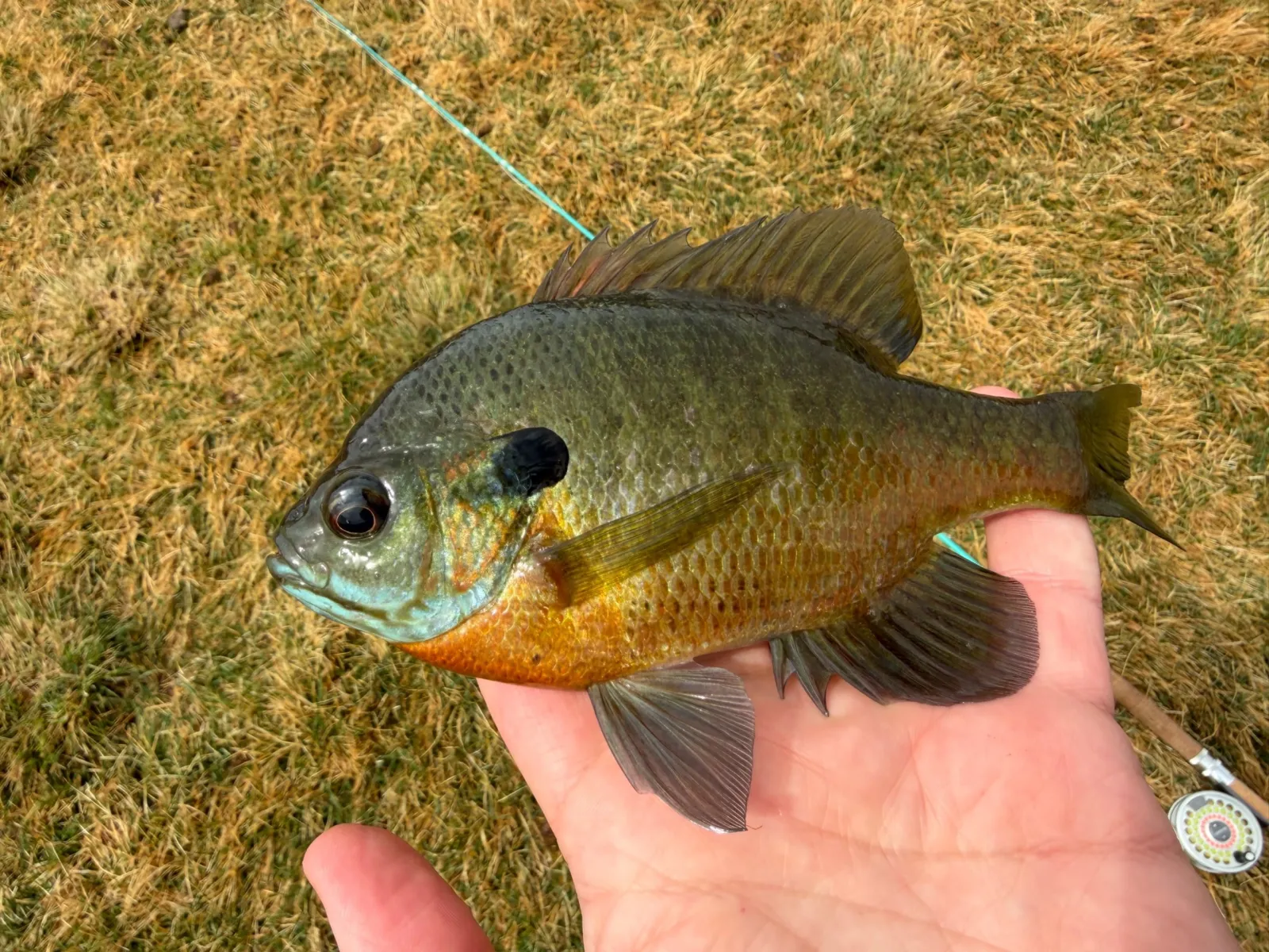 Deep Summer Bluegill: Finding Big Gills Off the Bank