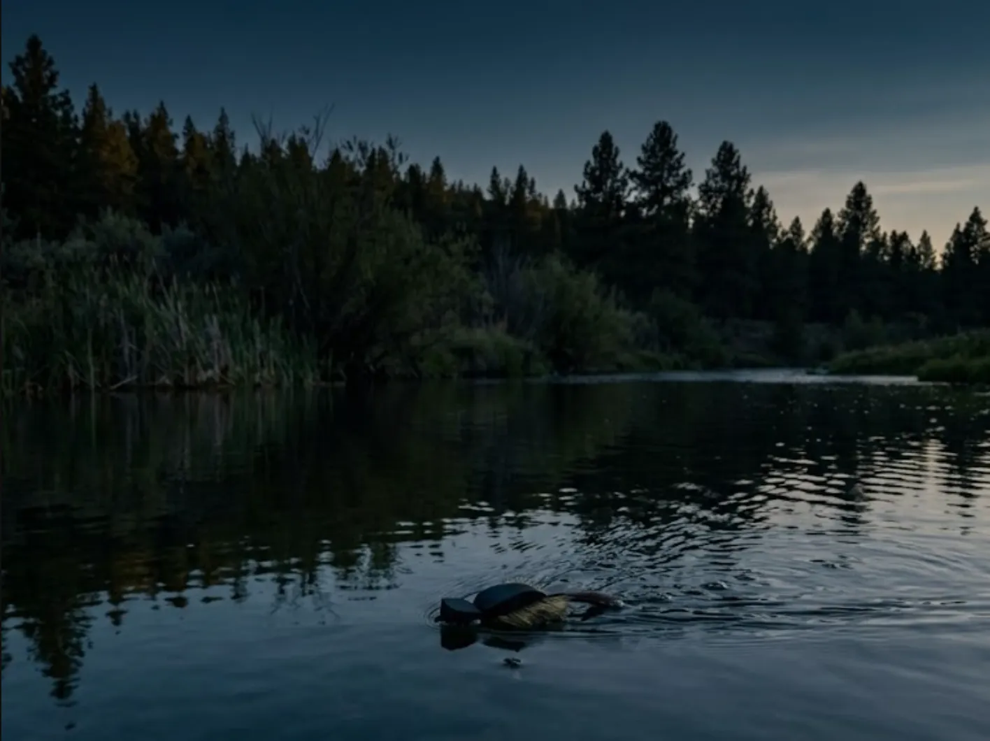 Mousing at Night for Big Brown Trout in Summer