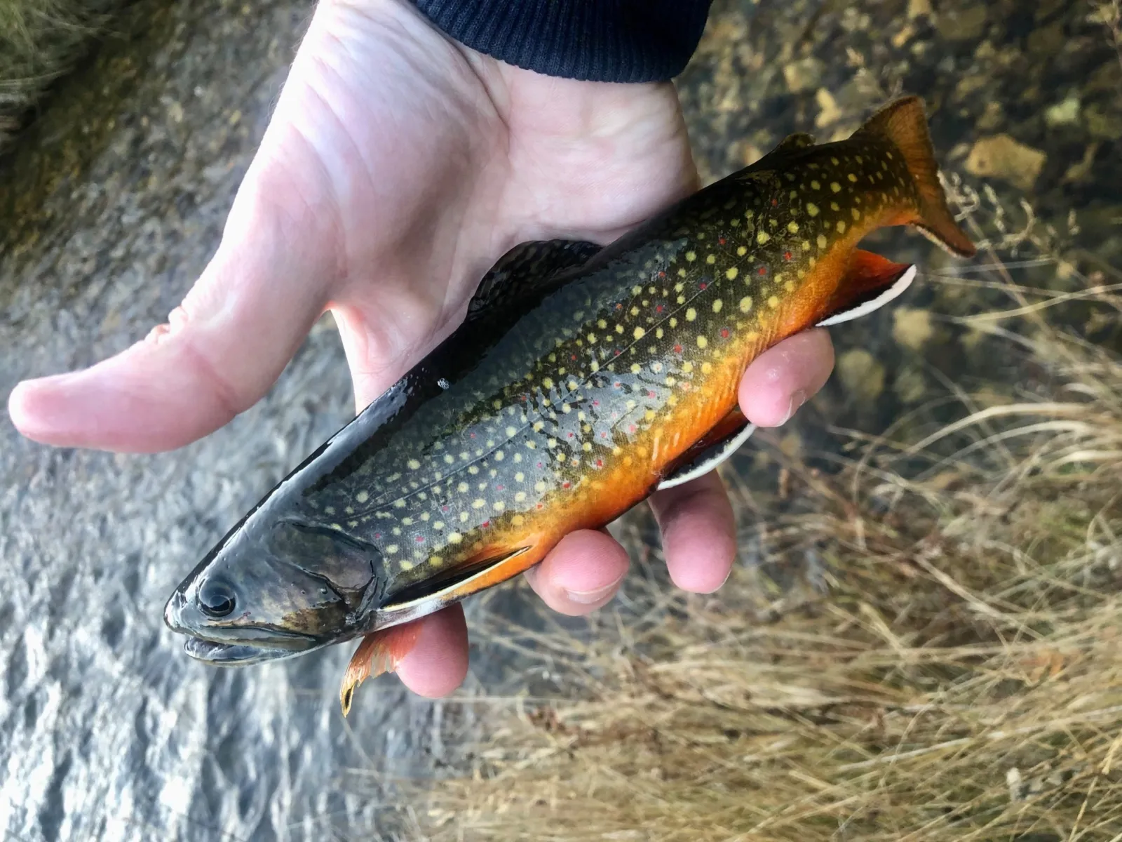 Blue-Lining for Wild Brook Trout: The Cool-Water Refuge Play for Summer Heat