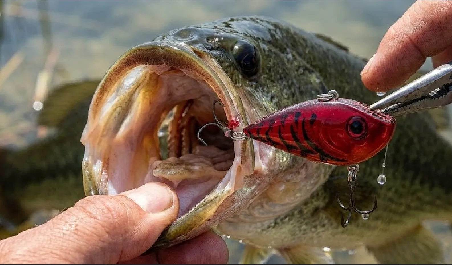 Best Lipless and Squarebill Crankbaits for Fall Bass 2026