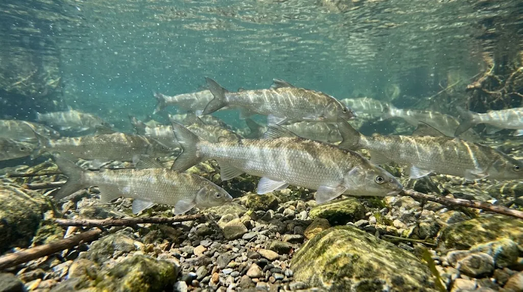 Winter Whitefish Fly Fishing in Utah: Where Pods Stack on the Provo, Weber, and Logan