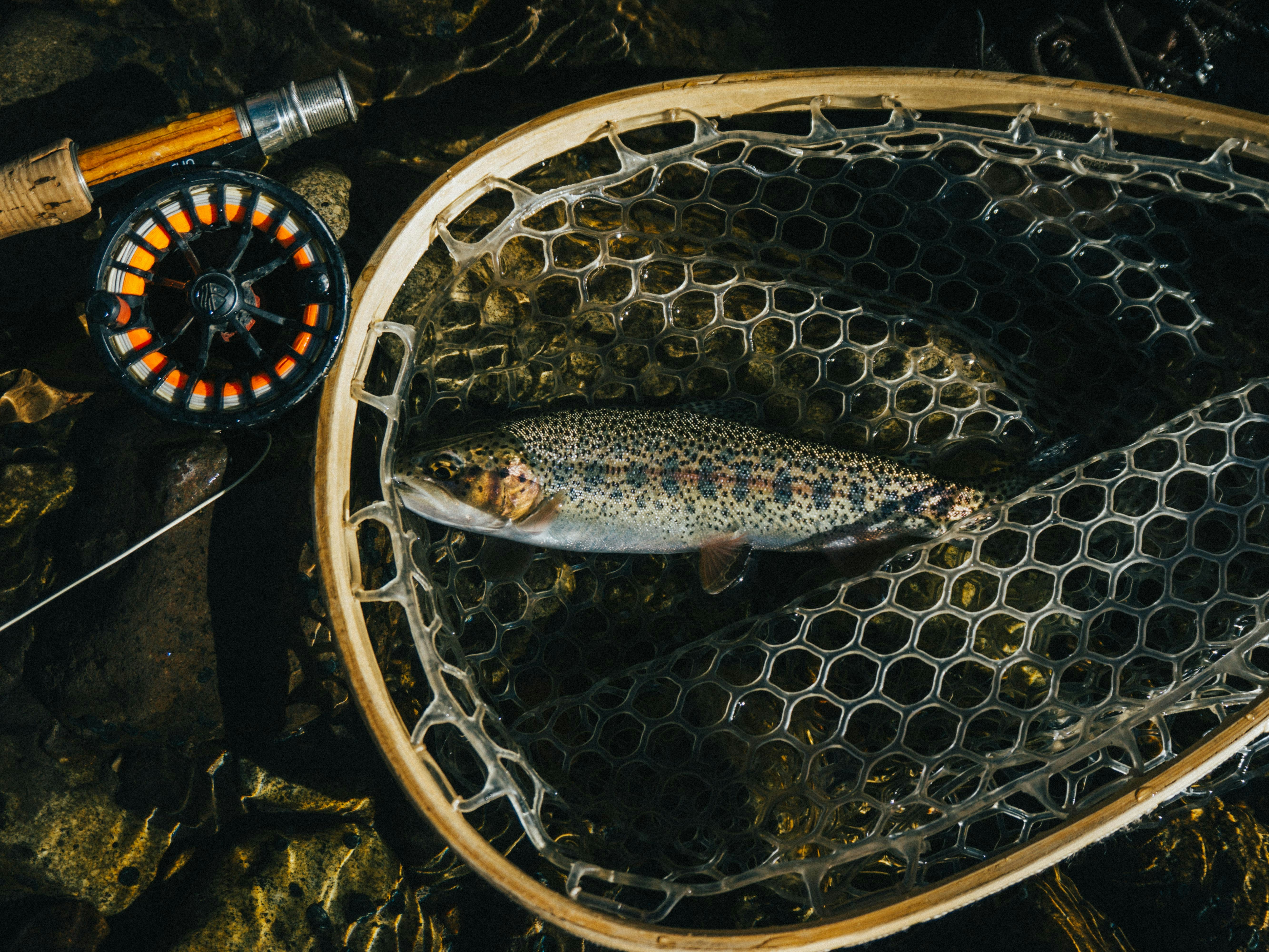 Matching the Hatch in Spring: April and May Trout Hatches